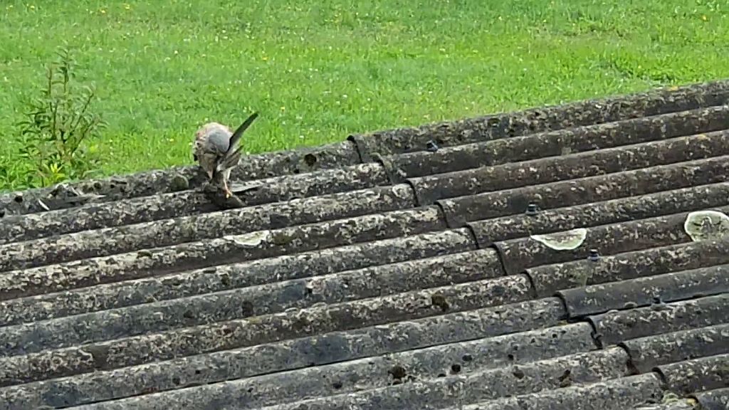 Turmfalke rupft Mauersegler